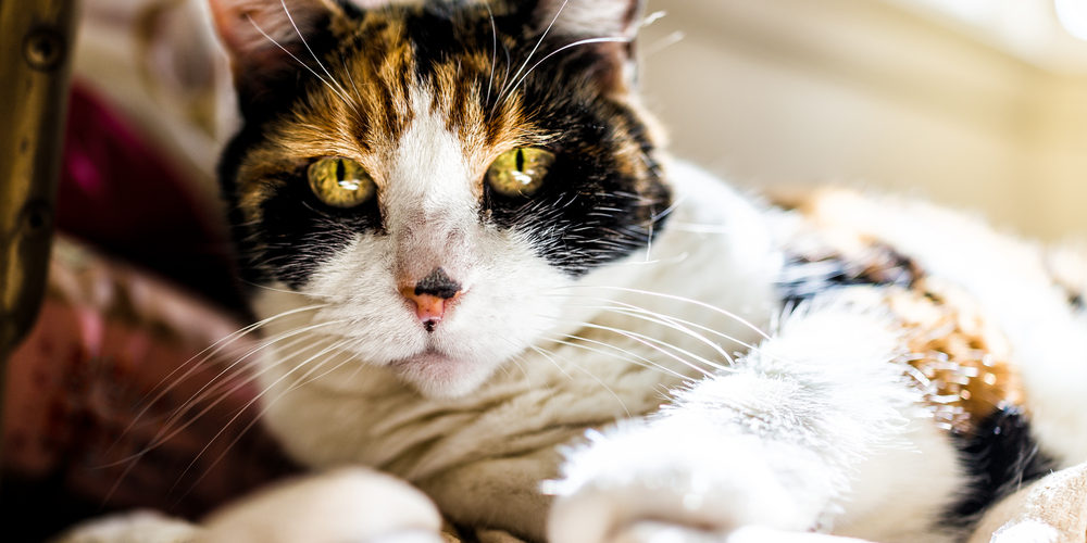 What You Need to Know About Feline Lymphoma Pet Crossings